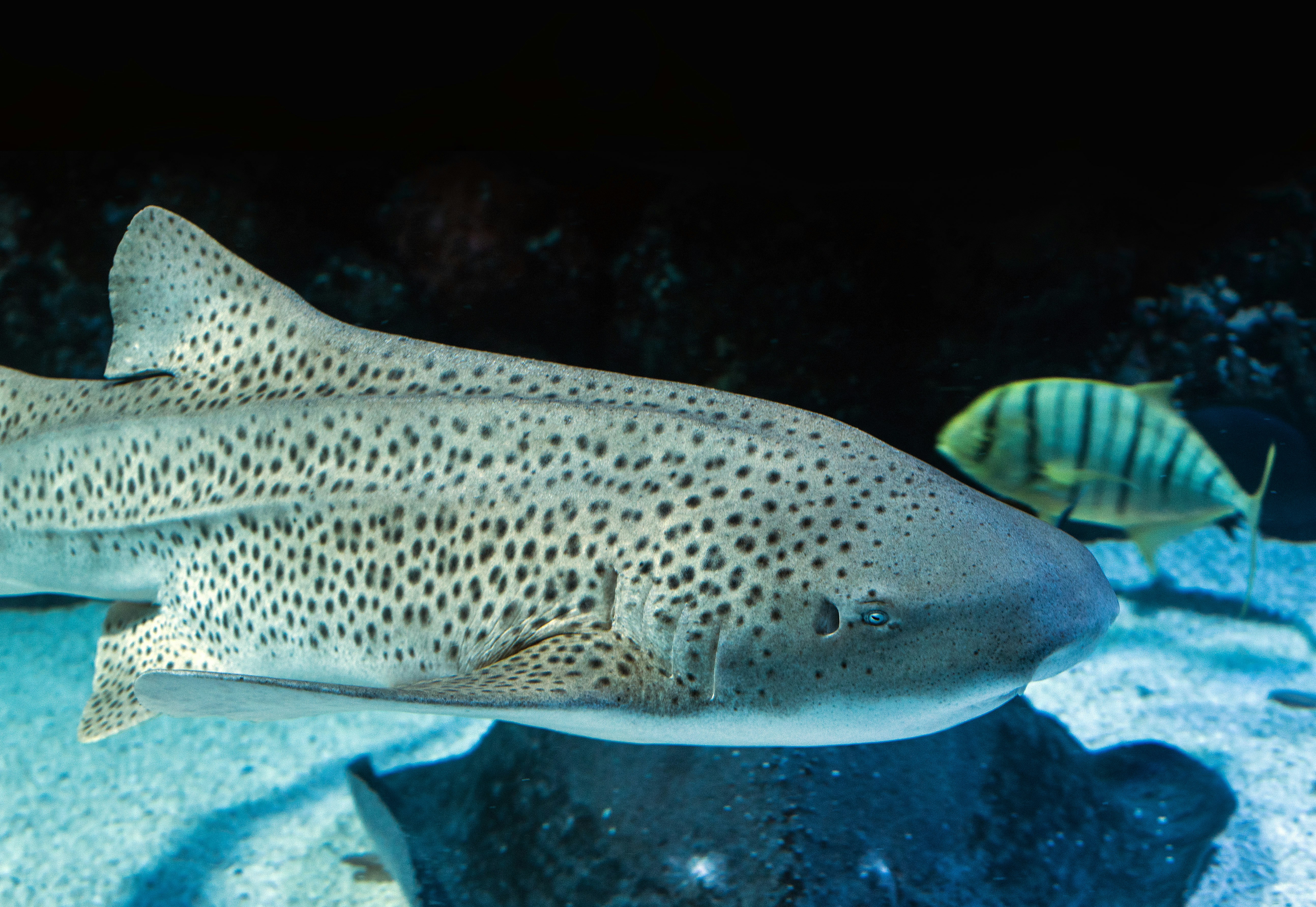 gray tiger shark swimming with yellow, white, and black striped fish